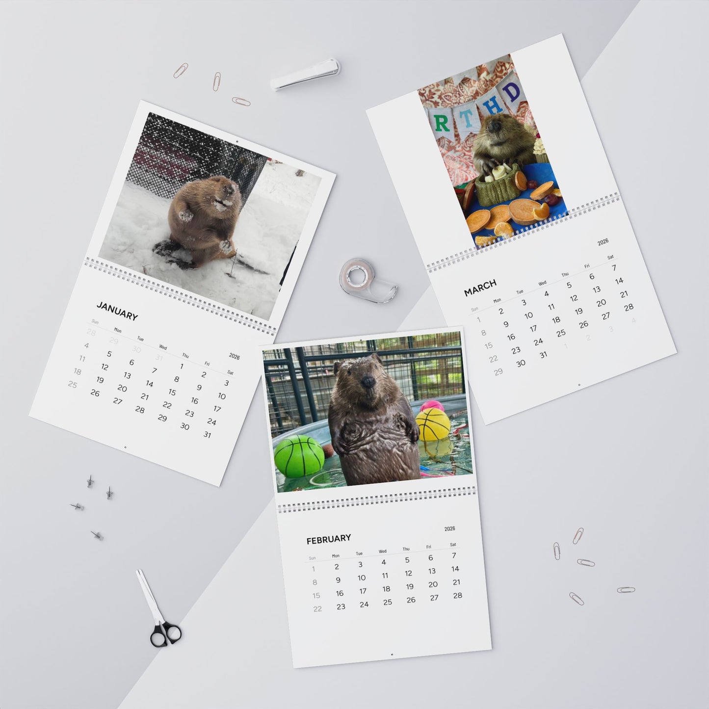 2026 Cute Beaver Wall Calendar — Adorable Beaver Photos Monthly