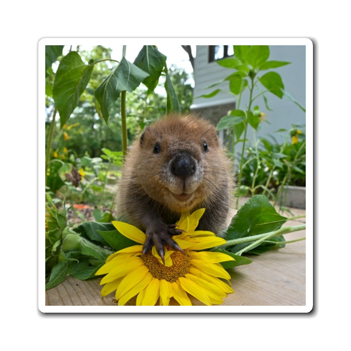 Petunia Magnet