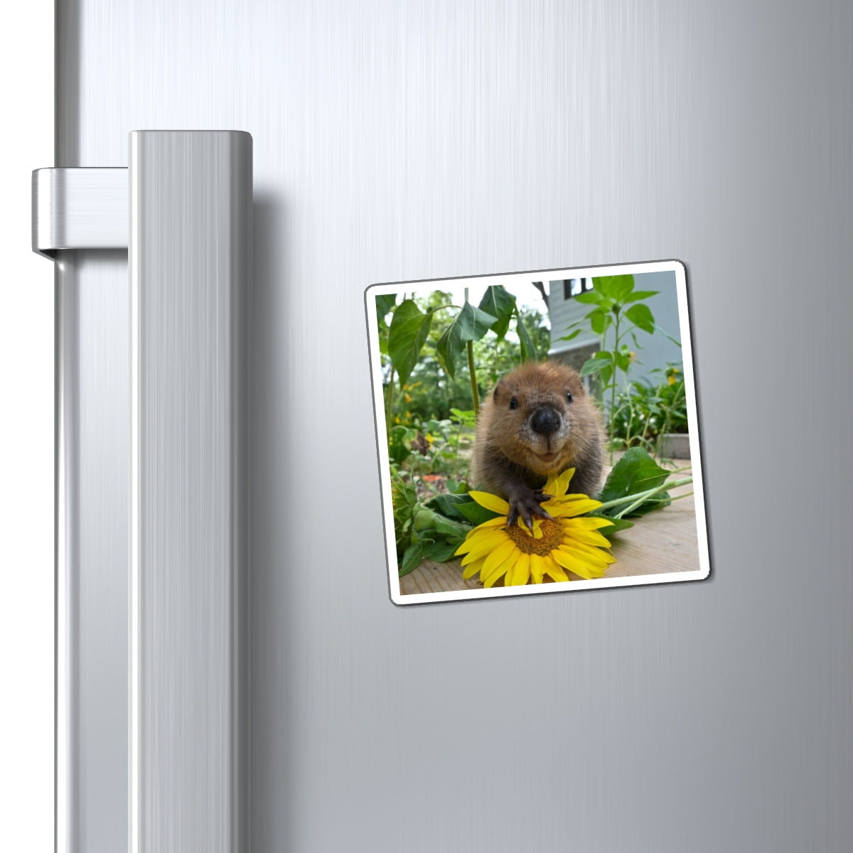 Petunia Magnet