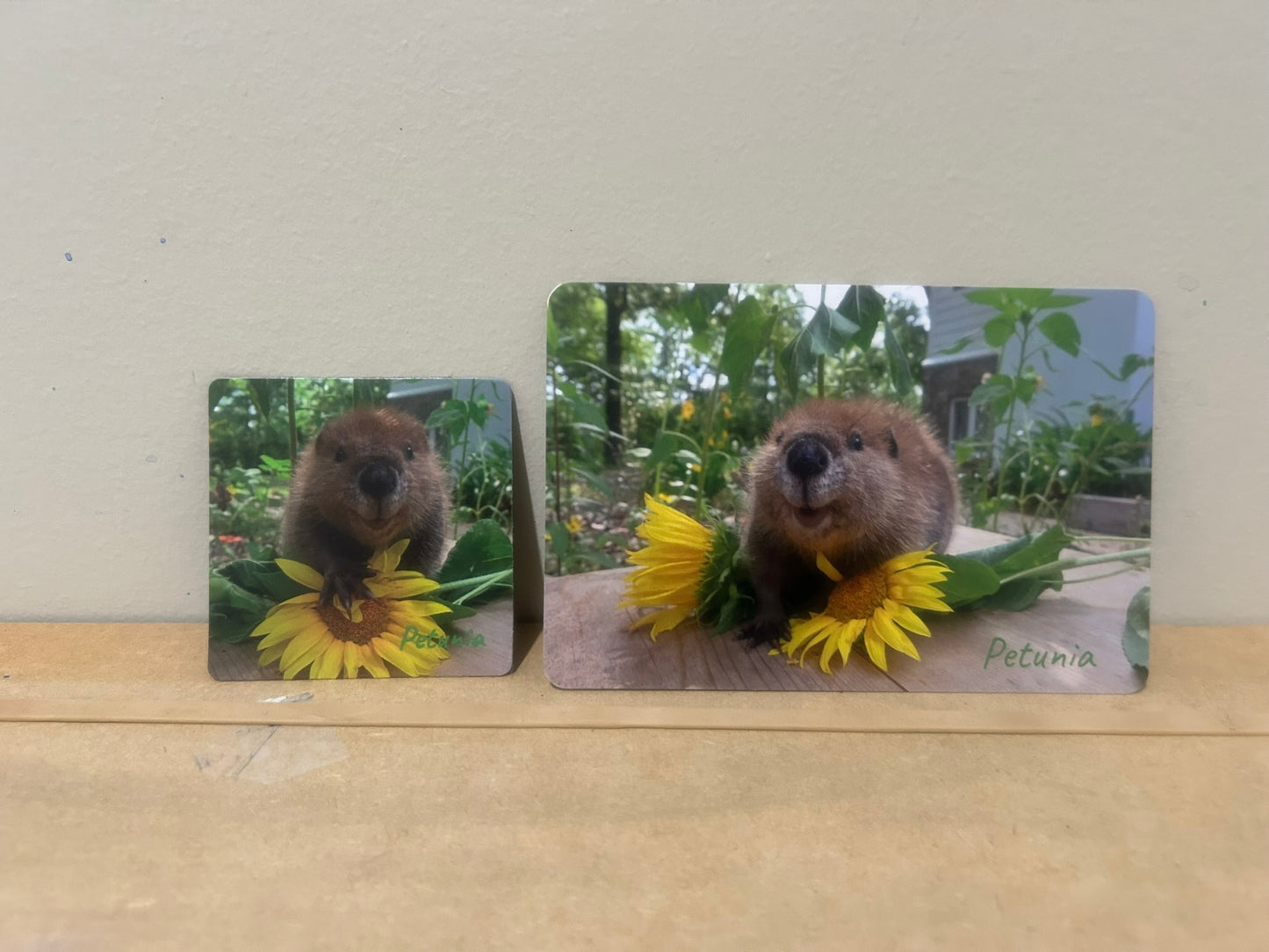 3D Petunia Tail, Paw and Flipper Cast 10x10 Grey Wooden Board Blue