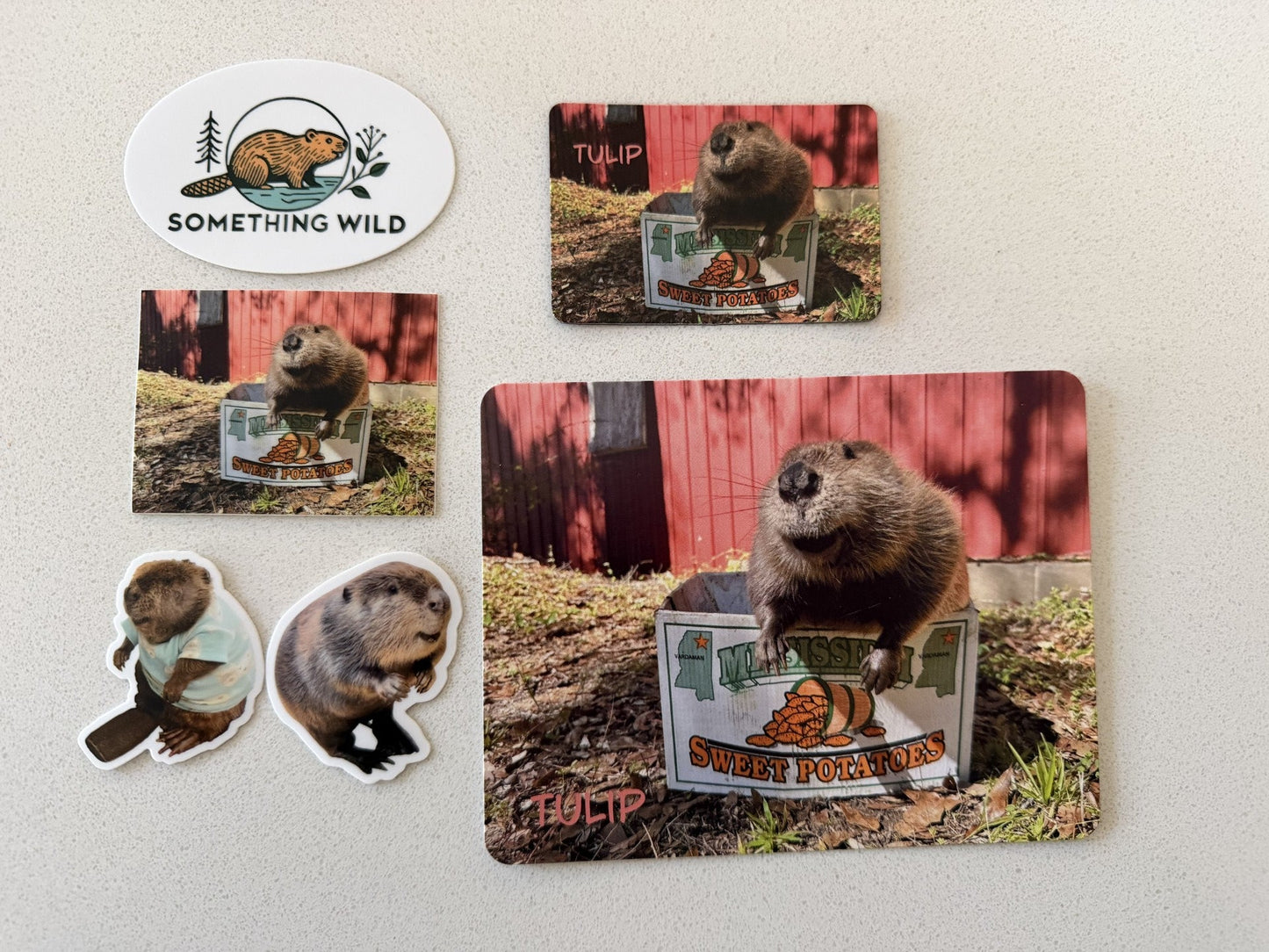 Tulip Stickers, magnet and photo pack