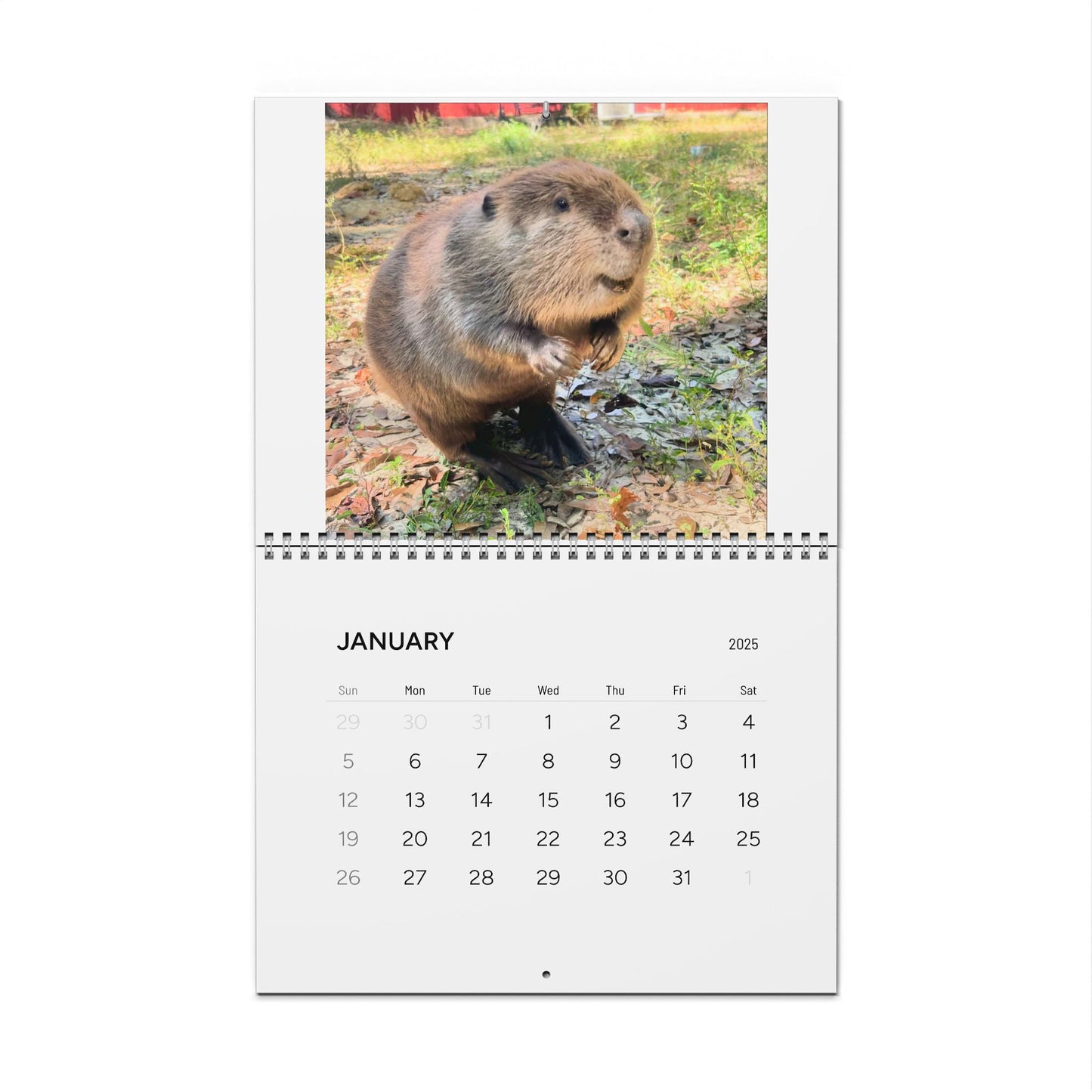 Something Wild Beaver Wall Calendars (2025)