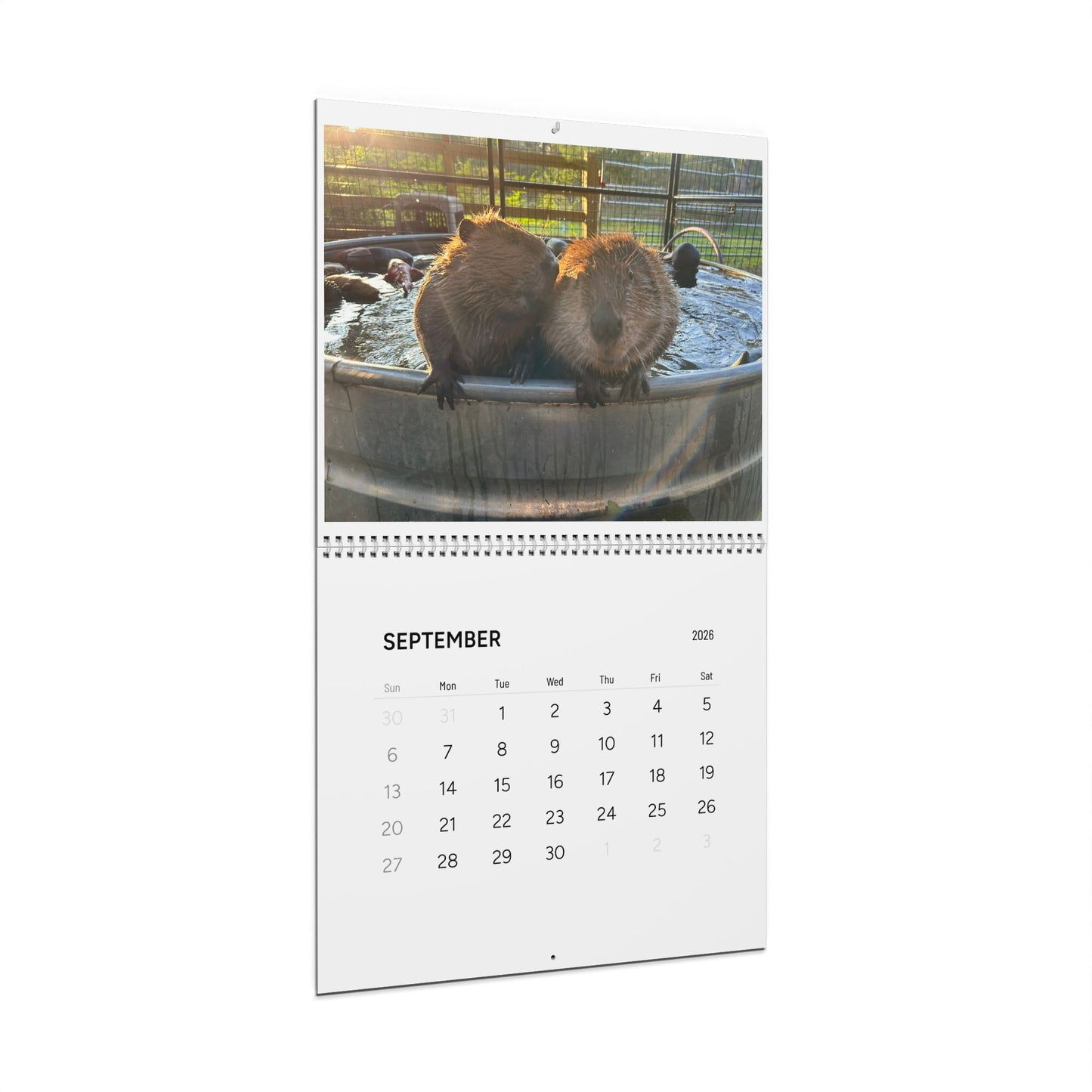 2026 Cute Beaver Wall Calendar — Adorable Beaver Photos Monthly