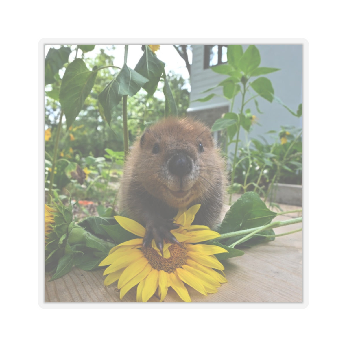 Petunia Baby Beaver Kiss-Cut Stickers