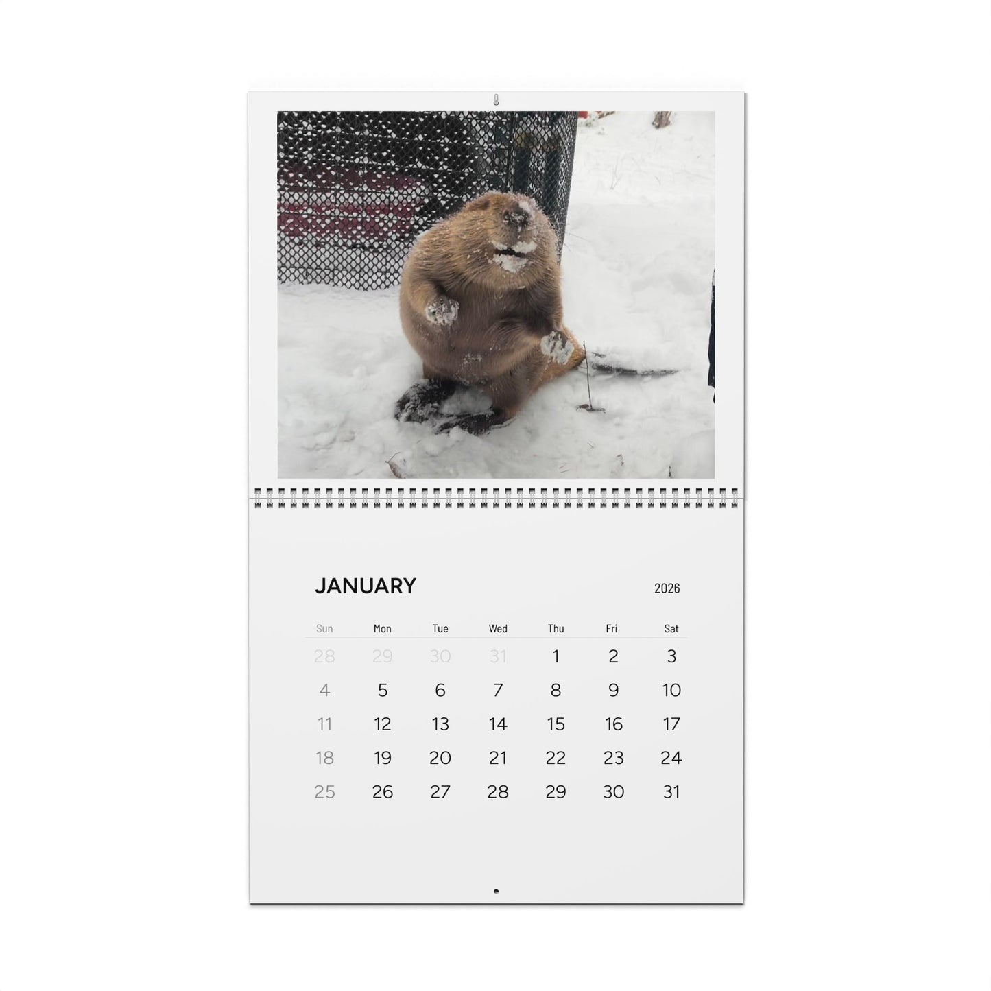 2026 Cute Beaver Wall Calendar — Adorable Beaver Photos Monthly