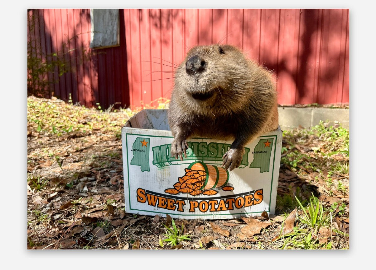 NOW SHIPPING Tulip Fan Pack Limited Edition