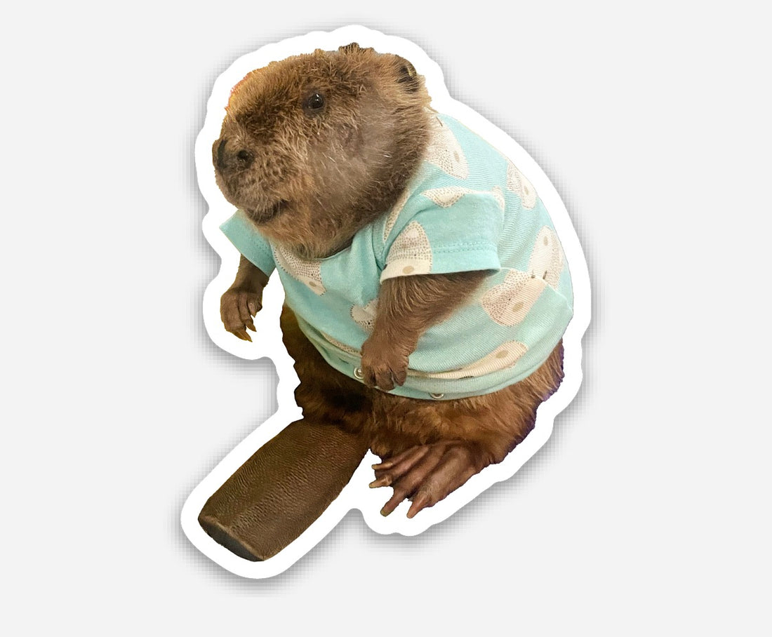 Something Wild Beaver Rescue Merch Store