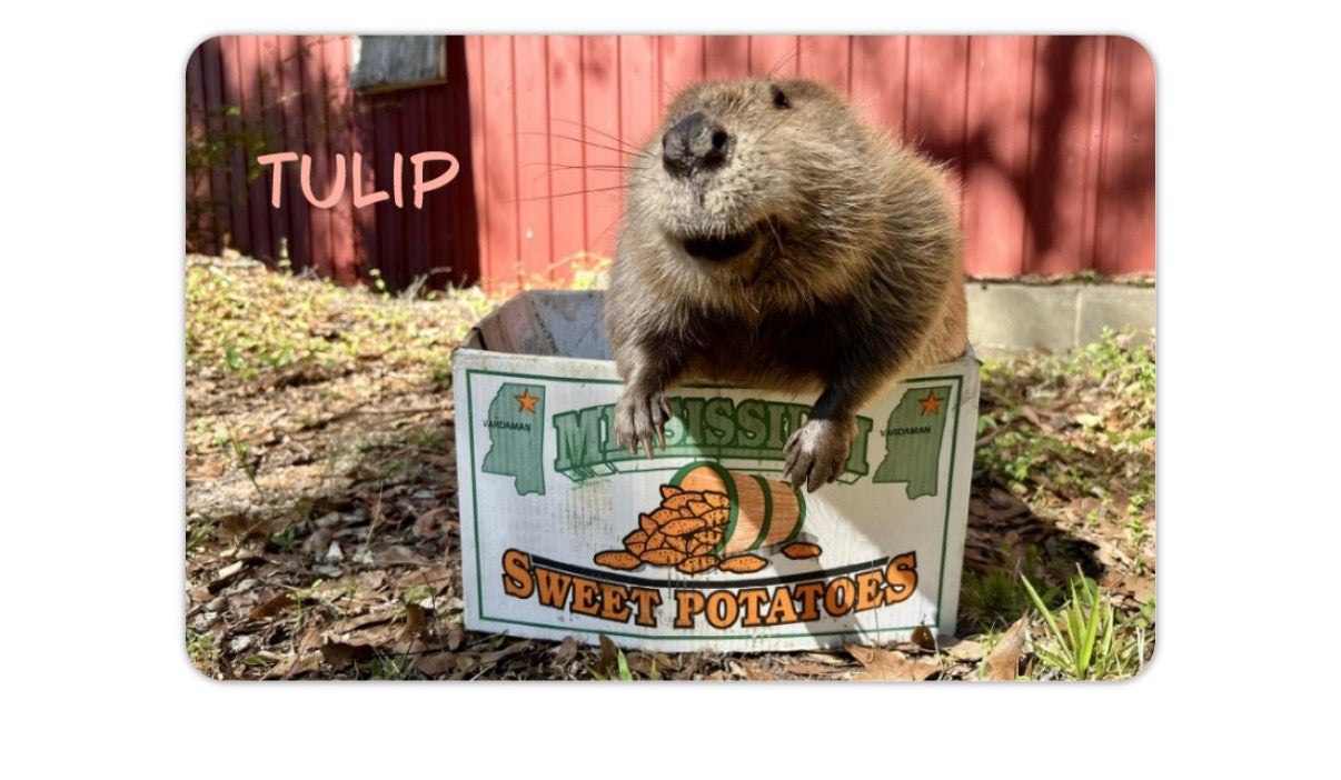 NOW SHIPPING Tulip Fan Pack Limited Edition