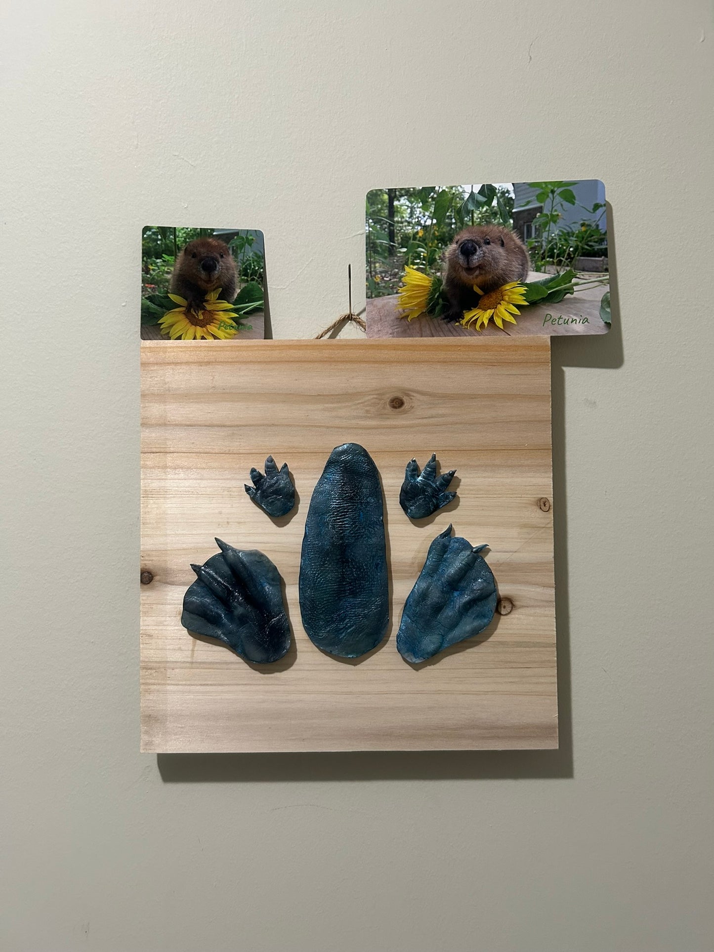 3D Petunia Tail, Paw and Flipper Cast 10x10 natural wooden board Blue Gray