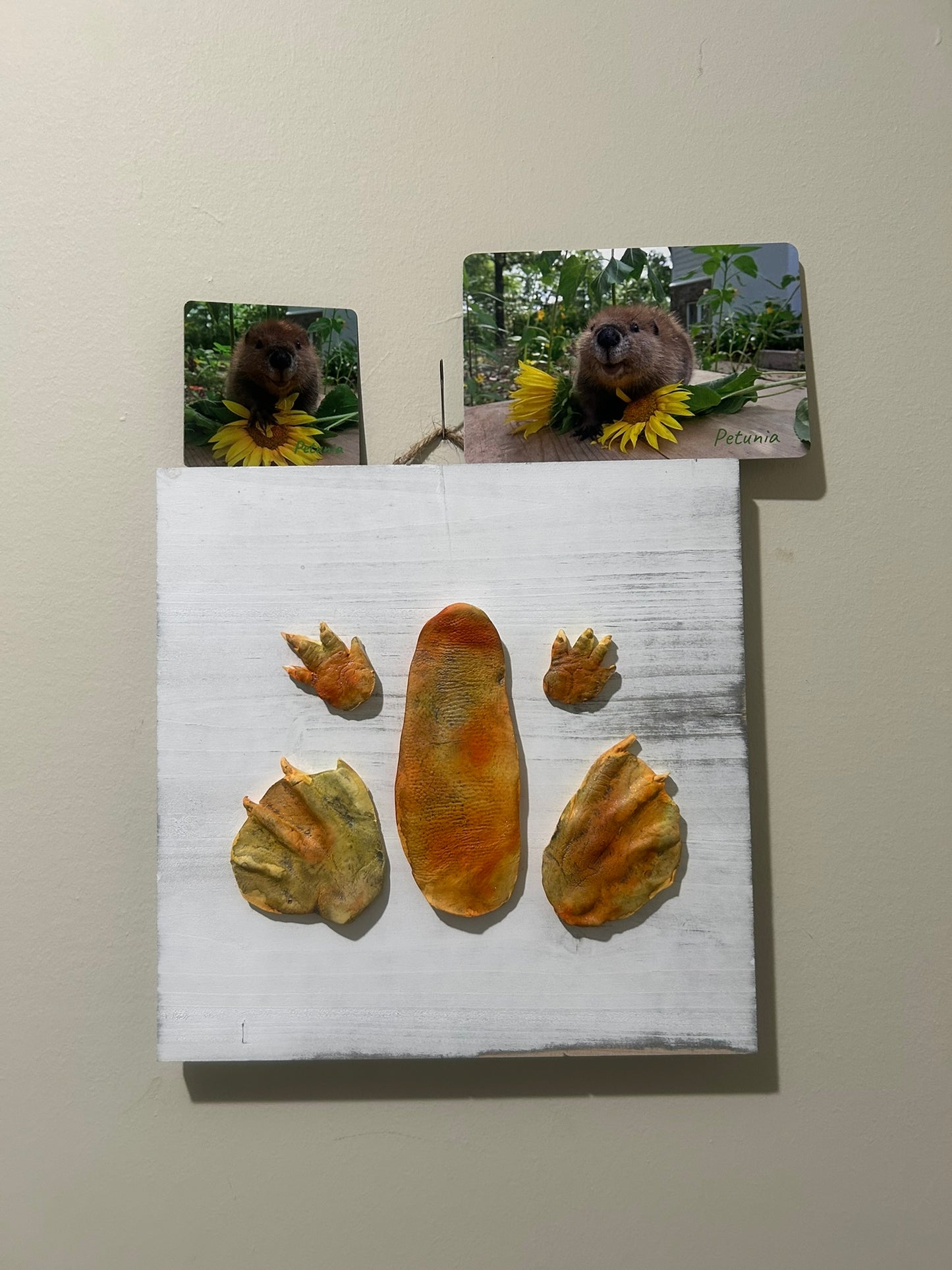 3D Petunia Tail, Paw and Flipper Cast 10x10 white wooden board Orange