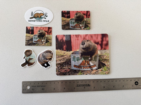 Tulip Stickers, magnet and photo pack