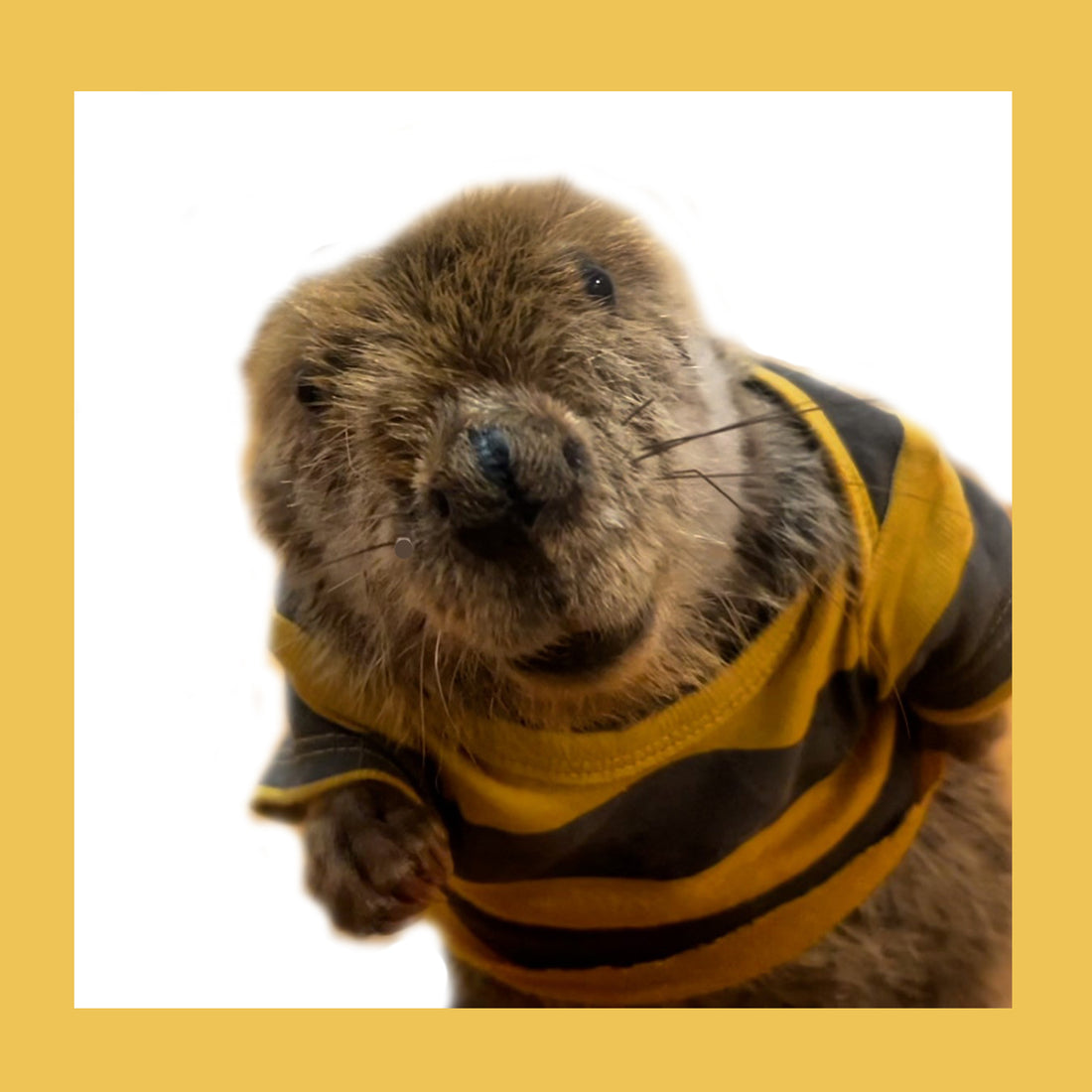 Rescue Beaver Merchandise – Rescue Beavers